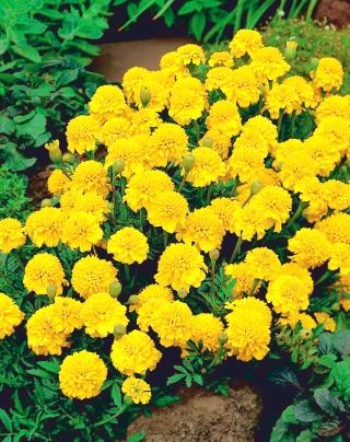 Galbenele galbene "Boy Yellow" - 153 semințe - Tagetes patula nana 
