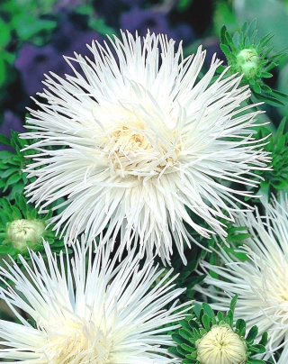 Игла-лепест астра "Ангора" - бял - 225 семена - Callistephus chinensis 