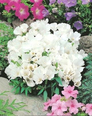 Насіння білої годетії - Godetia grandiflora - 1500 насіння