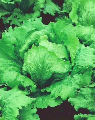Zelena solata "Camelot" - velika, pozna sorta Batavija - 450 semen - Lactuca sativa L.  - semena