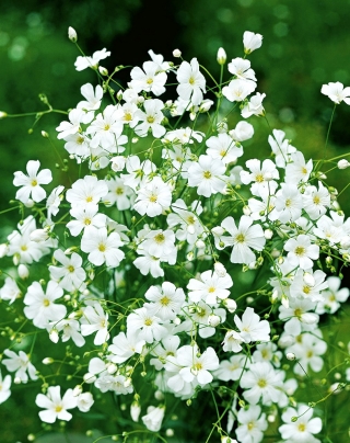 White annual baby's breath, showy baby's breath - 2800 seeds