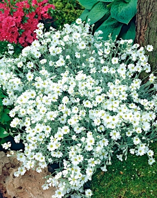 Boreal chickweed - white