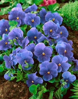 Pansy Inspire دانه های واقعی آبی - Viola x wittockiana - 400 دانه - Viola x wittrockiana 