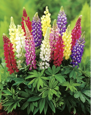 Garden Lupin - a selection of varieties seeds - Lupinus polyphyllus - 90 seeds