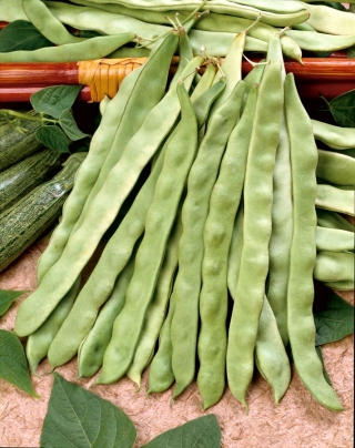 الفاصوليا الخضراء الفرنسية "ماركوني نانو" - القرون بالارض - Phaseolus vulgaris L. - ابذرة