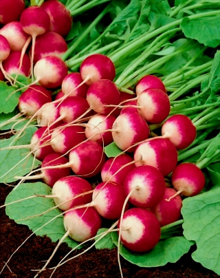 Radish "Polina' - mid-early variety recommended for cultivation in the field and under covers