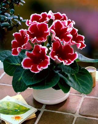Gloxinia "Kaiser Friedrich" - fleurs rouges avec un anneau blanc