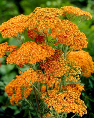 Vârful comun „Terracotta” - flori portocalii