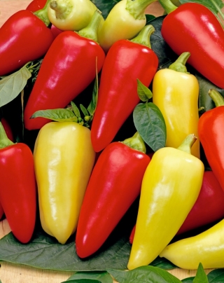 Paprika "Monanta" - predĺžená, ostrohranná, červená, žlto-červená alebo žltá odroda na pestovanie polí a tunelov - Capsicum L. - semená