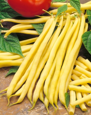 ถั่วฝรั่งเศสสีเหลือง "Undira" - ความหลากหลายทำให้สุก - Phaseolus vulgaris L. - เมล็ด
