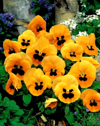 Viola wittrockiana - Orange mit Auge - Bianco e Nero - 240 semi - Viola x wittrockiana