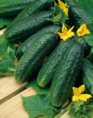 Cucumber "Nadusha F1" - field, pickling, Dutch variety - 40 seeds