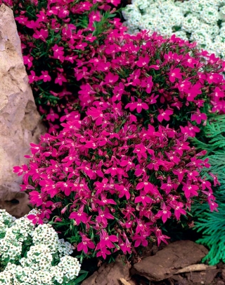 Pink edging lobelia; garden lobelia