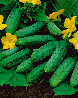 Cucumber Lazurite F1 - for cultivation in greenhouses