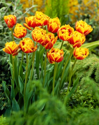 "Bonanza" tulip - 5 bulbs