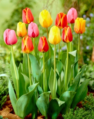 Set de tulipanes tricolor - paquete grande - 45 piezas - 