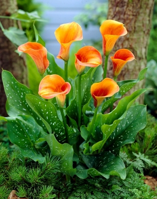 Lírio de calla Hot Shot - bulbo XXL; arum lily, Zantedeschia - pacote grande! - 10 pcs.