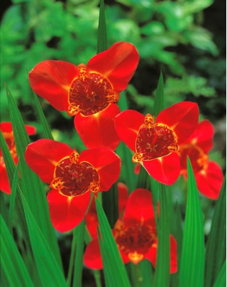 Fiore di pavone rosso - Confezione XL! - 500 pezzi; fiore di tigre, fiore di conchiglia