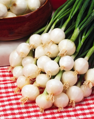 Pompei BIO svogūnas - baltas, vasaros-rudens veislė, česnakams - sertifikuotos ekologiškos sėklos