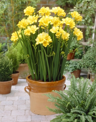 Fresia gialla a fiore singolo - Pacchetto XL! - 500 pezzi