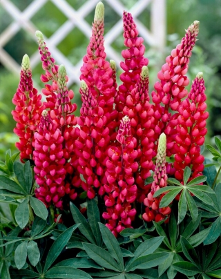 Lupinus, Lupin, Lupine My Castle - large package! - 10 pcs