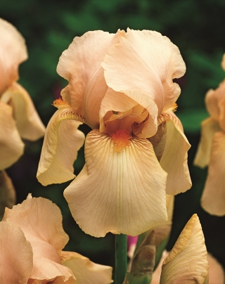 Iris barbuto - Nel Jape; Iris barbuto tedesco - pacchetto grande! - 10 pezzi