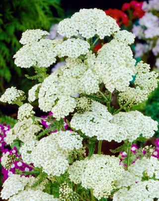White Beauty vanlig rölleka - vita blommor