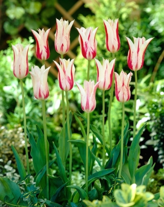 Туліпа Мерилін - Тюльпан Мерилін - 5 цибулин - Tulipa Marilyn