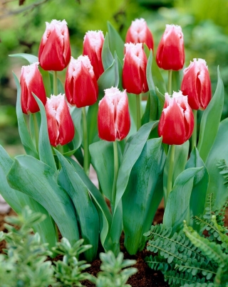 Tulipa Canasta - pacote de 5 peças