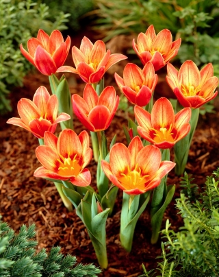 Shakespearův tulipán - XL balení - 50 ks.