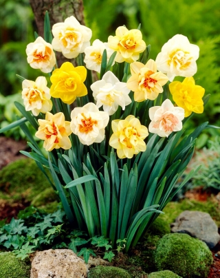 Double-flowered daffodil selection - XXXL pack  250 pcs