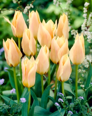 Tulipan 'For Elise' - XXXL pakke 250 stk
