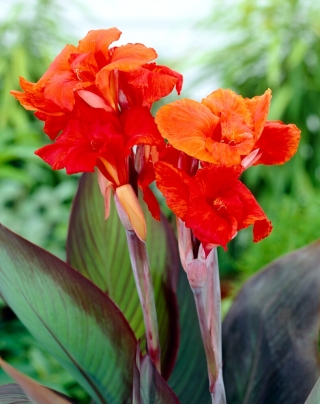 Canna lily - Rød kong Humbert