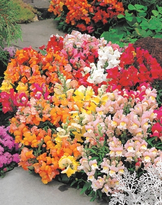 Common snapdragon - low growing variety - 3700 seeds