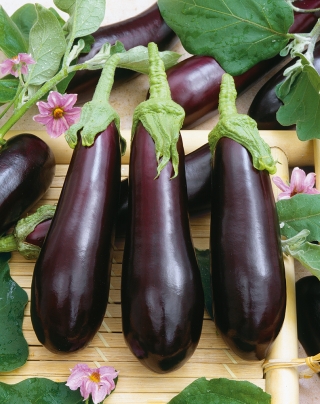 茄子 'ヴィオレッタルンガ3';ナス -  Solanum melongena - シーズ