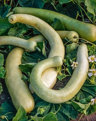 Calabash - Sicilian Snake -  Lagenaria siceraria - seemned