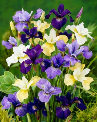 Sibirische Schwertlilie, Iris sibirica - Mix - Gigapackung! - 50 Stk.