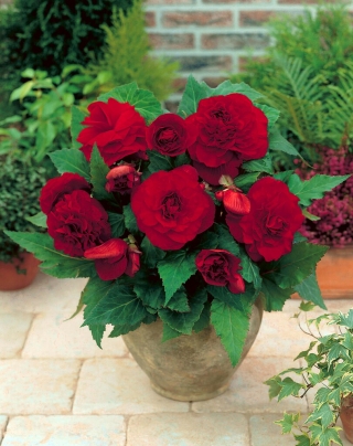 Begonija - polnjeni cvetovi, temno rdeča - mega paket - 100 čebulic