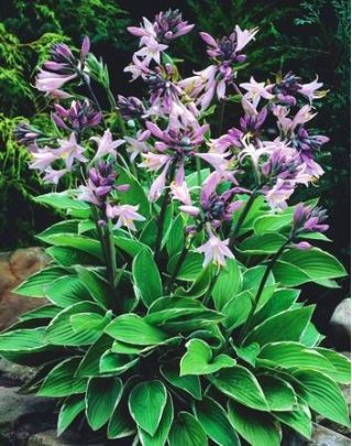 Hosta, Plantain Lily Fortunei Francee - bebawang / umbi / akar