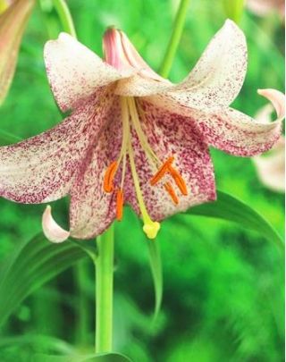 Hoa loa kèn hoa lớn Lankon - 1 chiếc - Lilium Longiflorum Lankon