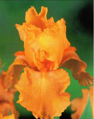 Iris germanica Orange - bebawang / umbi / akar