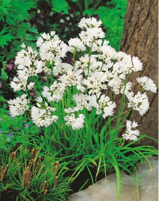 Česnek Neapol - 20 květinové cibule - Allium Neapolitanum