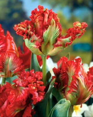 Tulipa Exotic Parrot - Tulipán Exotický papoušek - 5 květinové cibule