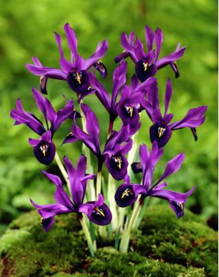 アイリスボタニカルジョージ - アイリスボタニカルジョージ -  10球根 - Iris reticulata