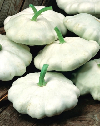 Abóbora - Patisoniana - Custard White - 24 sementes - Cucurbita pepo var. patisoniana