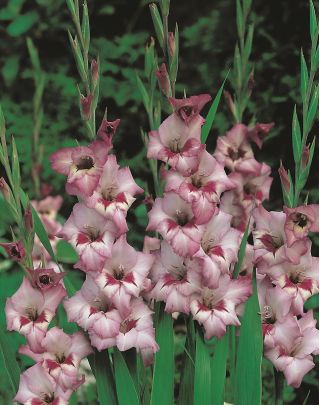 Gladiolus Vera Lynn - 5 kpl; miekka lilja - 