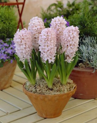 Hyacintsläktet - China Pink - paket med 3 stycken - Hyacinthus