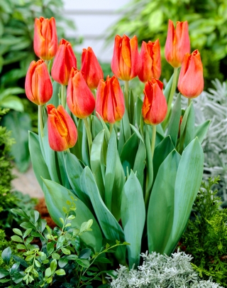 Fidelio Tulip - Tulip Fidelio - 5 цибулин - Tulipa Fidelio