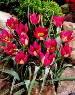 Tulipa波斯珍珠 - 郁金香波斯珍珠 -  5个洋葱 - Tulipa Persian Pearl