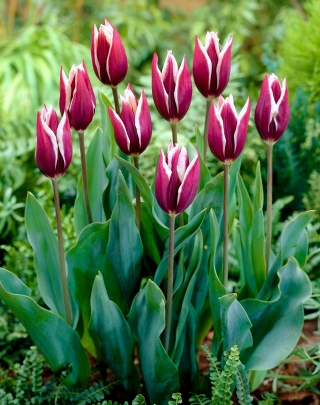 Tulppaanit Chansonette - paketti 5 kpl - Tulipa Chansonette